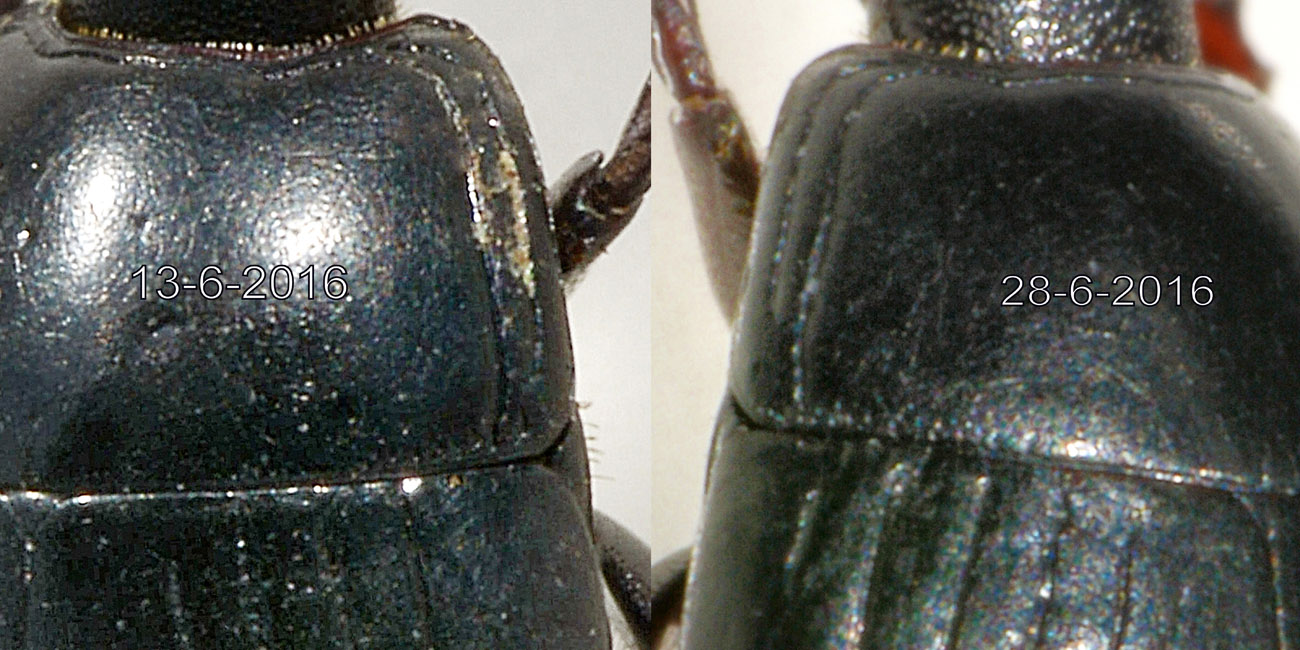 Histeridae: Hister lugubris ab. jadrensis